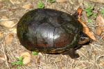Mud Turtle Found April 2011.
