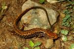 Longtail Salamander Found May 2011.