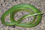 Rough Green Snake Found In Fulton County, KY May 2011.