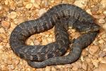 Diamondback Water Snake Found 2011.
