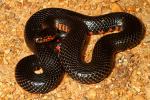 A Male Western Mud Snake Found In Fulton County, KY 2011.