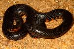 A Male Western Mud Snake Found In Fulton County, KY 2011.