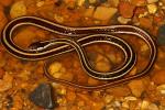 Eastern Ribbon Snake Found Spring 2011.