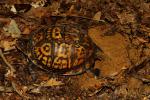 Eastern Box Turtle Laying Eggs June 2011.