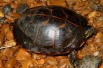 A Southern Painted Turtle.