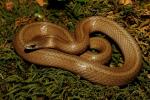 A Gravid Earth Snake Found June 2011.
