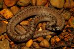 Gravid DeKay's Snake Found June 2011.