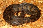 Diamondback Water Snake Found June 2011.
