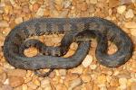 Diamondback Water Snake Found June 2011.