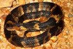 A Broad Banded Water Snake Found June 2011.