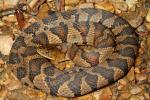 Midland Water Snake From West KY September 2011.