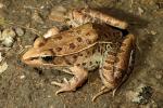 A Southern Leopard Frog Found September 2011.