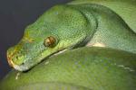 Green Tree Pythons. PROJECT TEMPORARILY CLOSED!