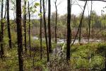 Kentucky Swamp Habitat 2012.