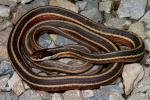 Eastern Ribbon Snake From The Western Coal Fields 2012.