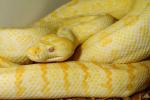 Albino Carpet Pythons