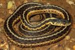 Garter Snake From The Cave Region Spring 2012.