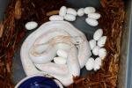 2012 Clutch Laid 29 April. Bred To Double Het Albino White Side Male. 