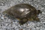 A Spiny Softshell Laying Eggs 2012.