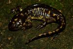 Tiger Salamander From Jefferson County August 2012.