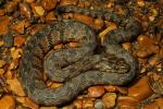 Baby Diamondback Water Snake From Graves COunty, KY September 2012.