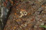 Recently Hatched Mud Snake Eggs September 2012.