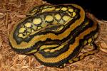 Citrus Tiger Carpet Python Female Breeder #2 November 2012.