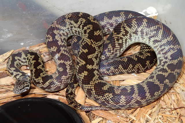 Cape York Spotted Python VPI Line November 2012.