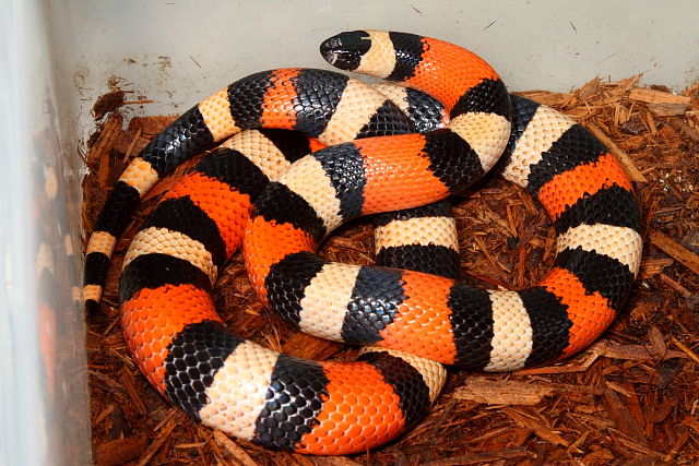 1 Of 4 Breeder Pueblan Milk Snakes November 2012.