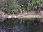 8 Foot Alligator 2013.