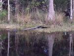 9 foot Alligator 2013.