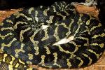 2013 Jungle Carpet Python Clutch #1 Laid 27 February 2013. Sire Is Kid Toronto X Hello Yellow. Dam Is Old Python Pete Line.