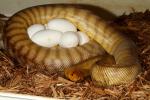 2013 Woma Clutch #1 Laid 7 March 2013.