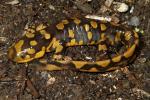 Tiger Salamander Crittenden County 2013.