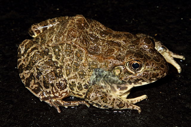 Crawfish Frog Webster County 2013.