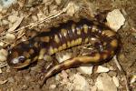 Tiger Salamander Jefferson County April 2013.