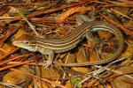 A Racerunner From Calloway County, KY 2013.
