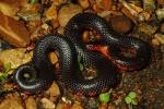 Western Mud Snake From Graves County, KY 2013.