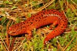 Red Salamander From McCreary County, KY 2013.