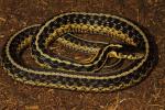 An Eastern Garter Snake From Hart county 2013.