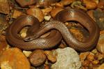 A Gravid Earth Snake Found In Lyon County 2013.