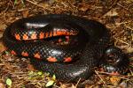 A Western Mud Snake Found In The Jackson Purchase 2013.