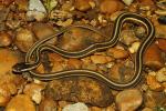Eastern Ribbon Snake From Graves County 2013.