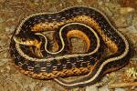 An Eastern Garter Snake From Casey County, KY June 2013.