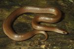 An Eastern Smooth Earth Snake July 2013.