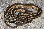 Eastern Garter Snake Found In Lyon County, KY Sep 2013.