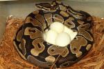 2014 Ball Python Clutch #1 Laid 10 March. Lavander Albino X Possible Het Axanthic.