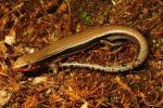 Southern Coal Skink March 2014.