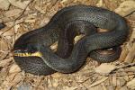 A Plainbellied Water Snake From Hickman County, KY. March 2014.