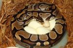 Albino Super Genetic Banded X Possible Double Het Snow Laid 3 April 2014.2014 Ball Python Clutch #3.